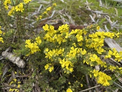 Hibbertia
