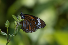 Danaus affinis