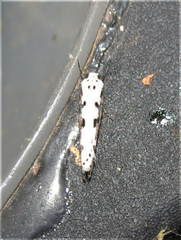 Ethmia bipunctella