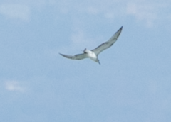 Ichthyaetus melanocephalus