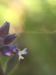 Myosotis discolor
