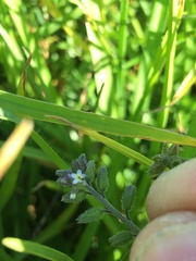 Myosotis discolor