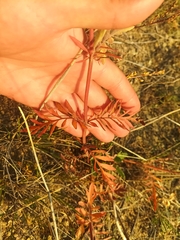 Patrinia rupestris