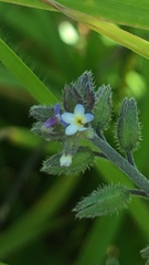 Myosotis discolor