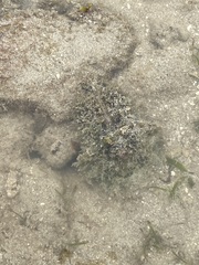 Dolabella auricularia