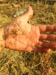 Patrinia rupestris