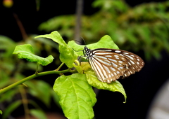 Ideopsis vulgaris