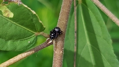 Phidippus