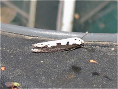 Ethmia bipunctella