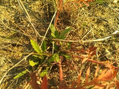 Patrinia rupestris