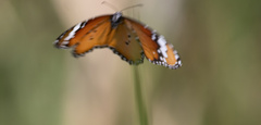 Danaus chrysippus