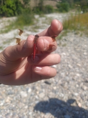 Sympetrum pedemontanum