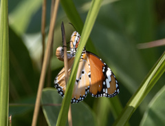 Danaus chrysippus