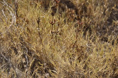 Pedaliaceae