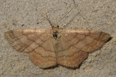 Scopula rubiginata