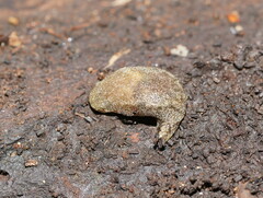 Cystopelta purpurea
