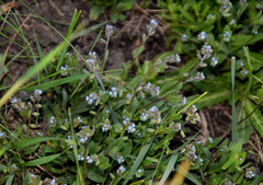 Myosotis stricta