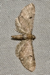 Eupithecia absinthiata