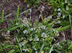 Myosotis stricta