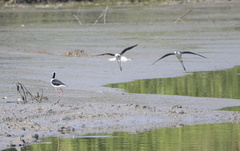 Himantopus leucocephalus