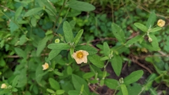 Sida rhombifolia