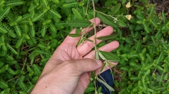 Sida rhombifolia