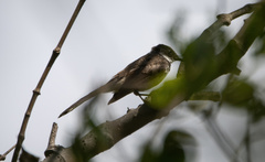 Rhipidura javanica