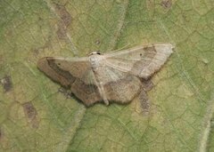 Idaea aversata