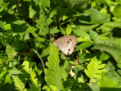 Ypthima multistriata