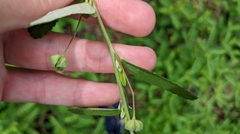 Sida rhombifolia
