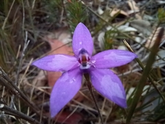 Glossodia minor