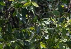 Acrocephalus orientalis