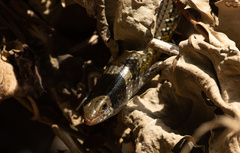 Eutropis multifasciata