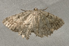 Charissa obscurata