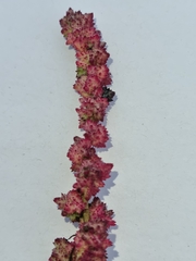 Amaranthus cruentus