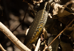 Eutropis multifasciata