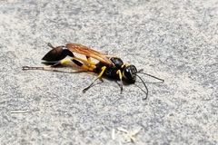 Sceliphron madraspatanum