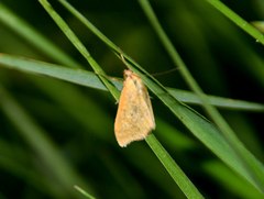 Sitochroa verticalis