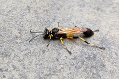 Sceliphron madraspatanum