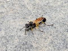 Sceliphron madraspatanum