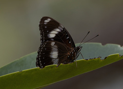 Hypolimnas bolina