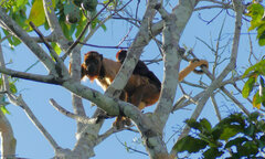 Alouatta