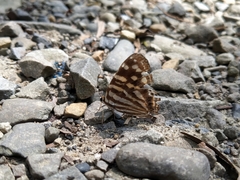 Dodona formosana