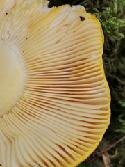 Russula aurea
