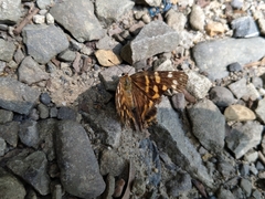 Dodona formosana