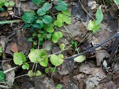 Viola sacchalinensis