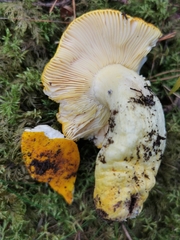 Russula aurea