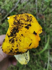 Russula aurea