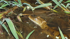 Caiman crocodilus