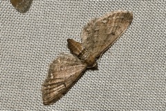 Eupithecia absinthiata